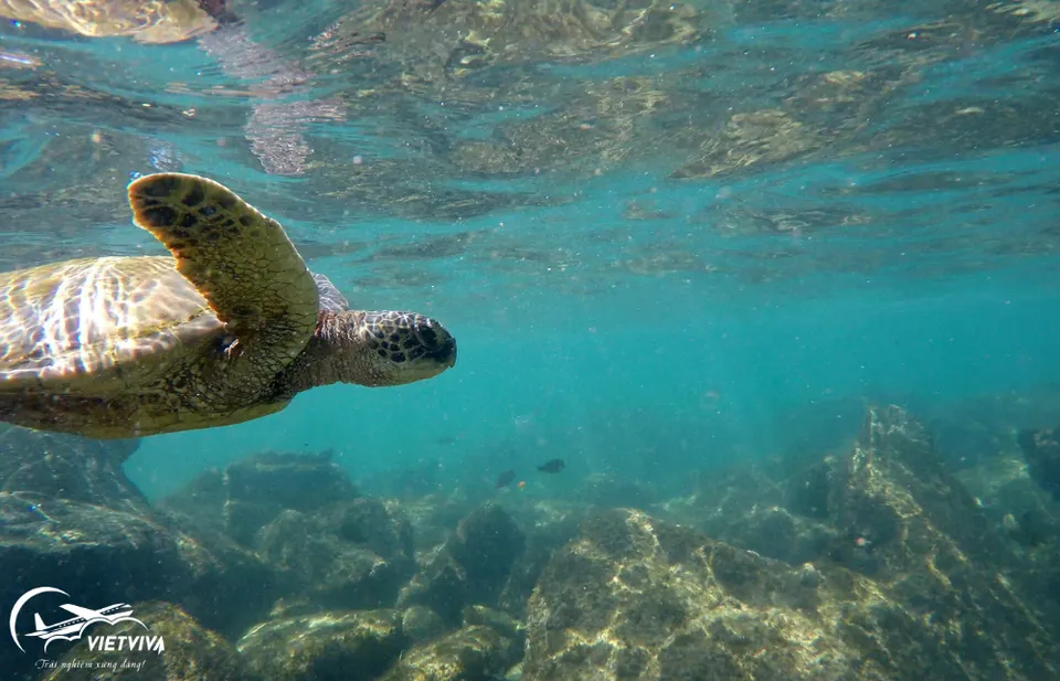 TURTLE BEACH - HAWAII