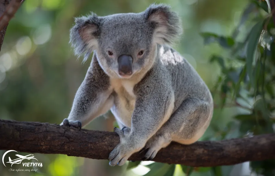 GẤU TÚI KOALA - ÚC