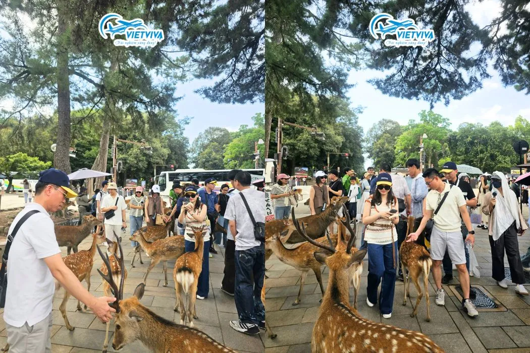Đoàn du lịch Nhật Bản: Osaka – Kyoto (khởi hành 20/8 – 24/08/2025), ảnh 8/9
