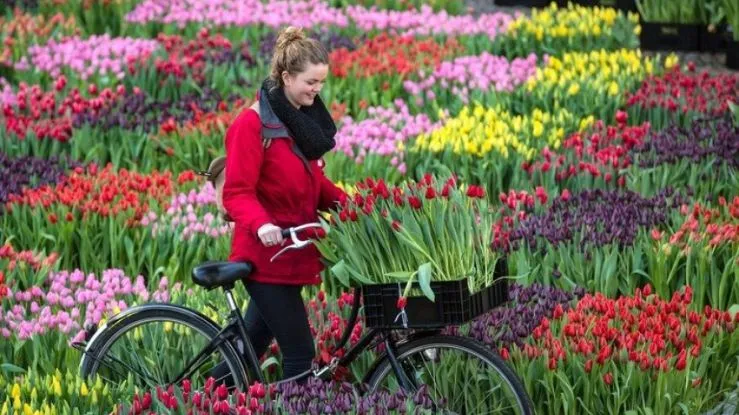Tham quan thiên đường hoa tulip rực rỡ tại Flevoland