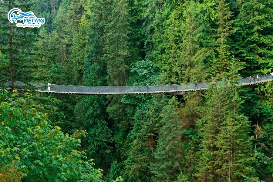 Cầu treo Capilano