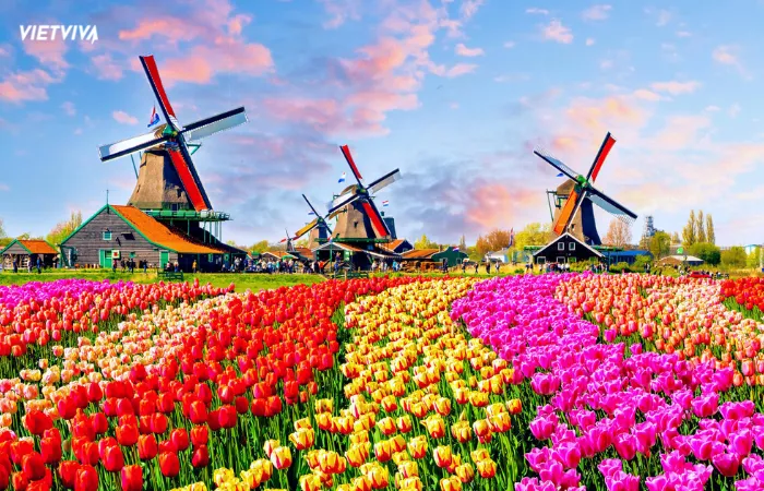 Cánh đồng hoa Tulip nở rộ tại làng cổ Zaanse Schans