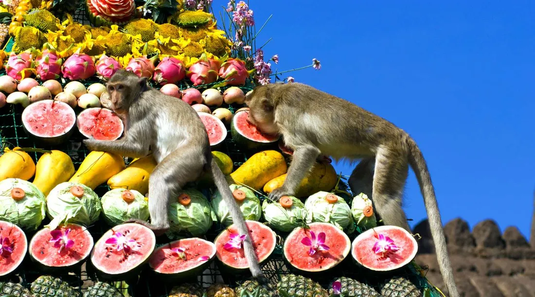 Lễ hội buffet cho Khỉ