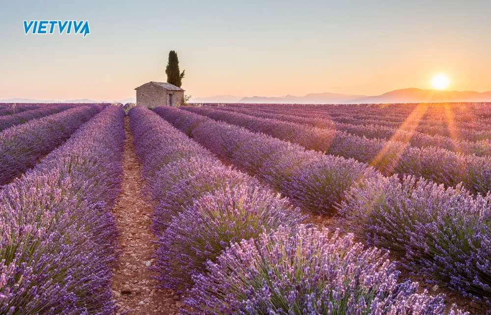 Cánh đồng hoa oải hương vùng Provence - tour du lịch 4 nước châu âu