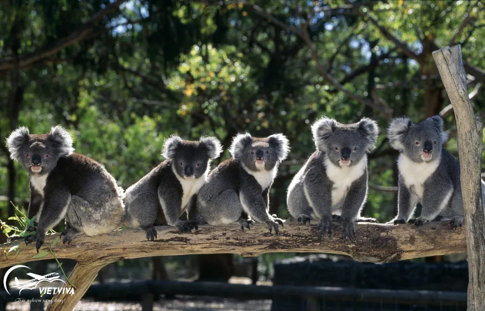 CÔNG VIÊN MARU KOALA - ÚC