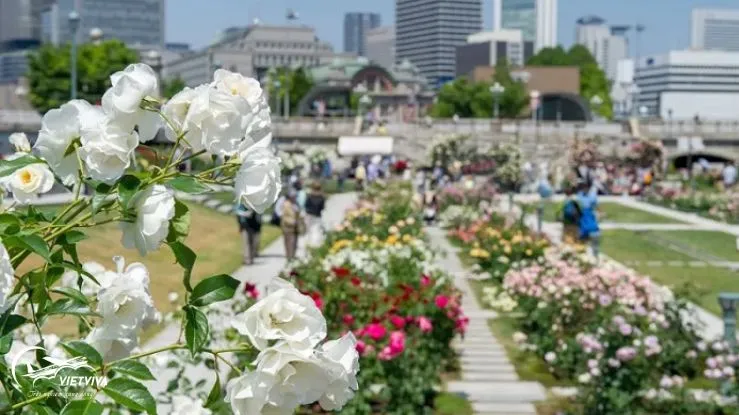 Vườn hoa Nakanoshima ở đất nước mặt trời mọc