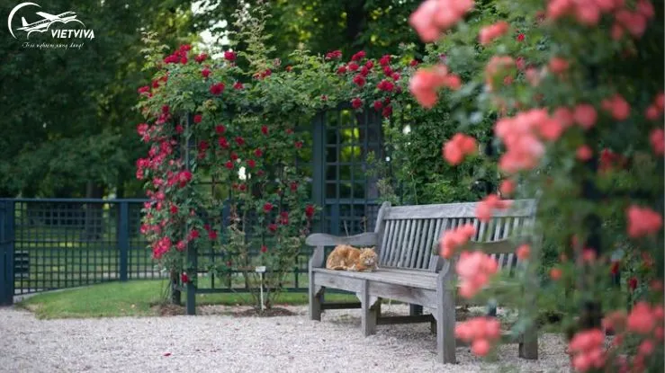 Vườn hồng đỏ đẹp ở Giardino
