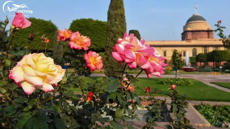 Cánh đồng hoa Mughal Gardens Ấn Độ